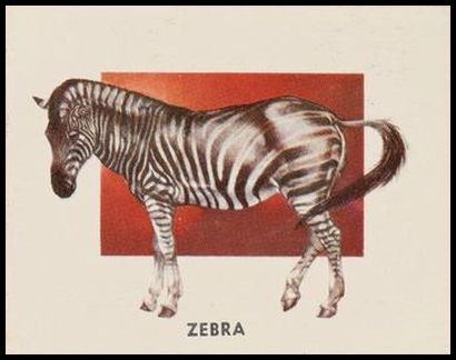 186 Zebra